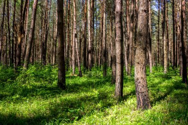 Zayıf bir underwood ile güzel kalın çam