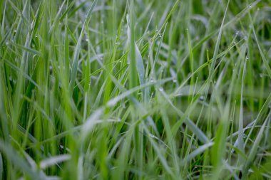 Çiğ çimenlerde sisli sabah erken