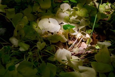 Yaprakları ve güneş ışığından renksiz koyu yeşil