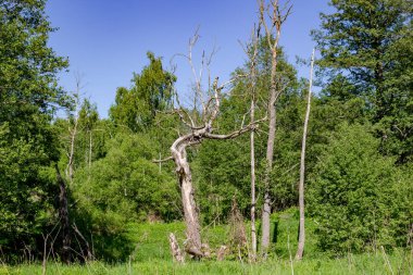 Vahşi yaşlı bir kuru ağaç