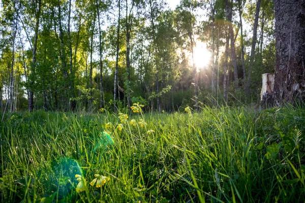 Çimleri güzel manzarasına çiçeği (Primula veris, Sarı çiçekli)