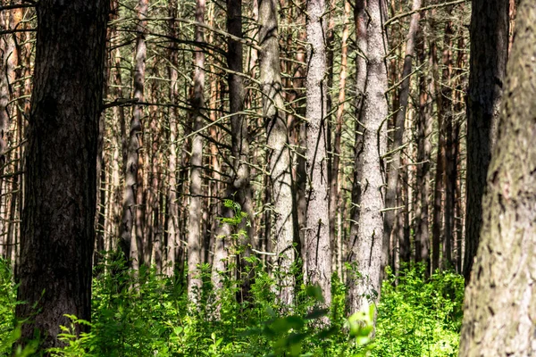 Zayıf bir underwood ile güzel kalın çam