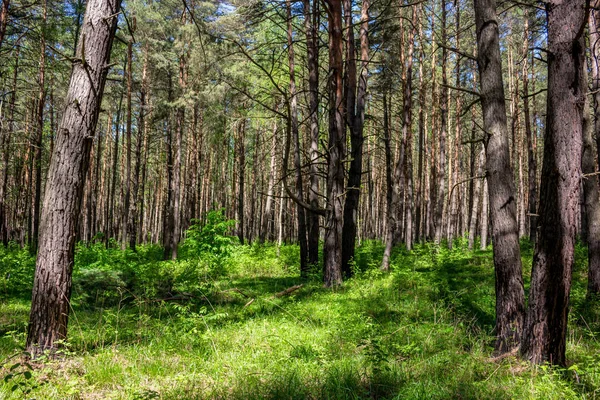 Zayıf bir underwood ile güzel kalın çam