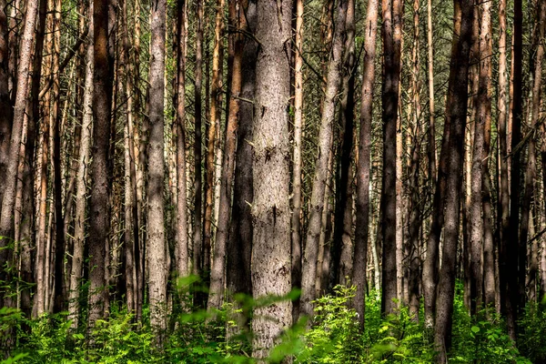 Zayıf bir underwood ile güzel kalın çam