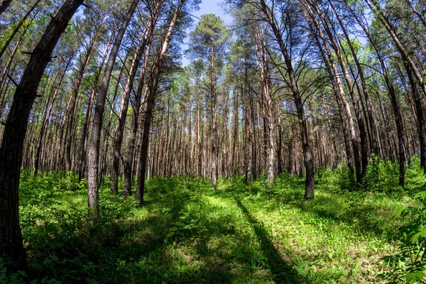 Zayıf bir underwood ile güzel kalın çam