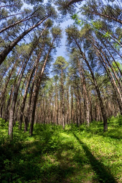 Zayıf bir underwood ile güzel kalın çam