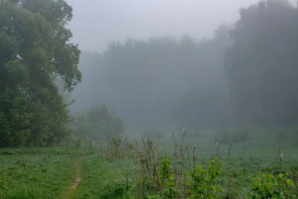 Ormanın kenarında sabah kalın sis
