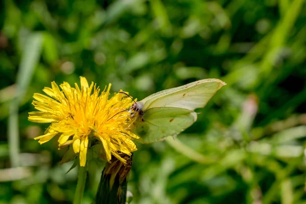 Sarı bir karahindiba çiçek üzerinde oturan bir beyaz kelebek yiyor