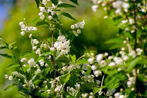 Mayıs ayı sonlarında çiçekli Yasemin