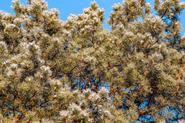 Kışın büyük bir çam taç üst