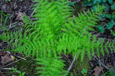 Mayıs ayında ormandaki fern yaprak