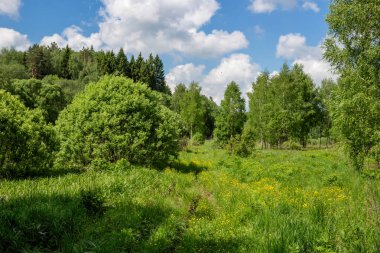 Vahşi doğada Gorodjanka Nehri Vadisi, Maloyaroslavetsky District, Kaluzhskaya Region, Rusya Federasyonu