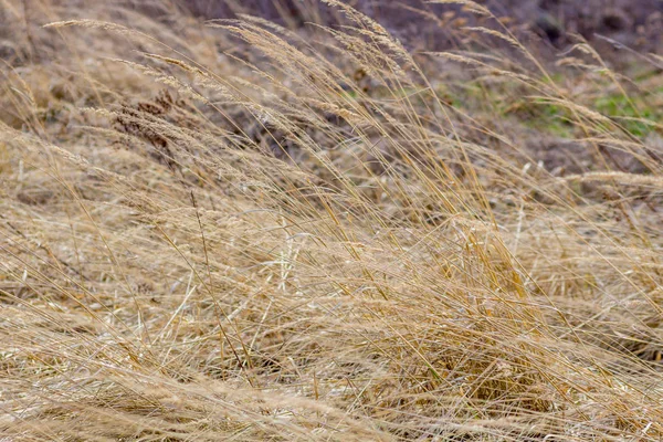 Grama Seca Campo Selvagem Primavera Abril — Fotografia de Stock