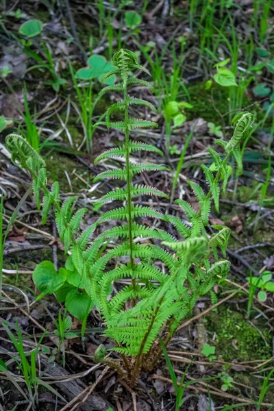 Mayıs Ayında Ormandaki Fern Yaprak — Stok fotoğraf