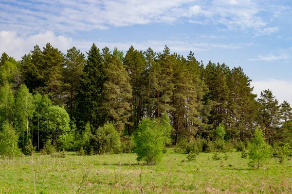Çam ormanlarının görünümünü tepeler üzerinde