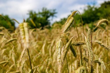 Bu alanın takıyordum çavdarlı kulakları Kuru