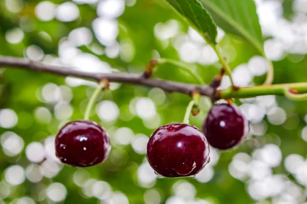 Bir ağaçta bir yağmur sonra su damlaları üzerinde kırmızı kiraz
