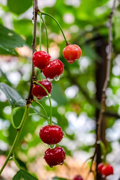 Bir ağaçta bir yağmur sonra su damlaları üzerinde kırmızı kiraz