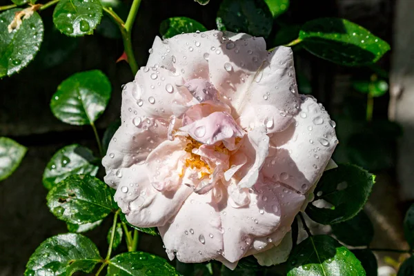 Su damlaları bir yağmur sonra beyaz bir gül çiçek