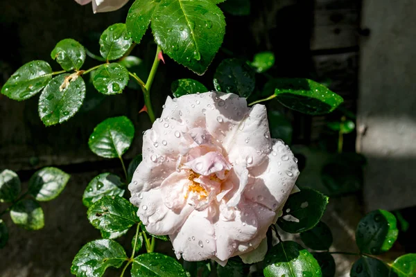 Su damlaları bir yağmur sonra beyaz bir gül çiçek