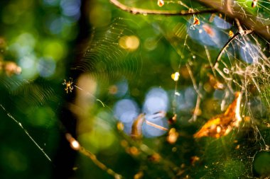 Dallar ile bir örümcek örümcek ağı