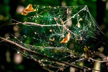 Web üzerinde bir ağaç dalları