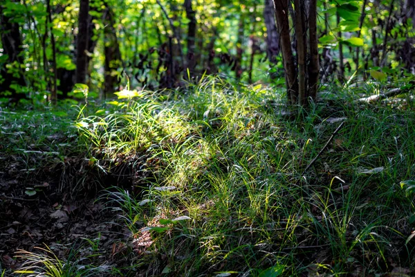 Yeşil çim ormanda güneş tarafından aydınlatılmış