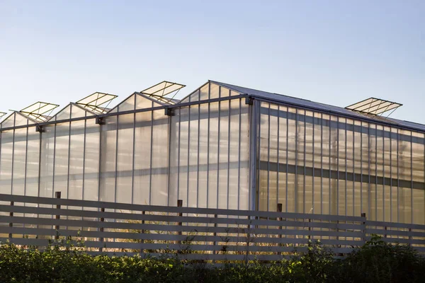 Large Greenhouse Growing Flowers View — Stock Photo, Image