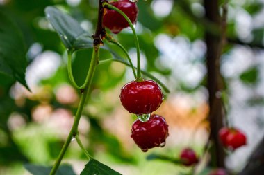 Bir ağaçta bir yağmur sonra su damlaları üzerinde kırmızı kiraz