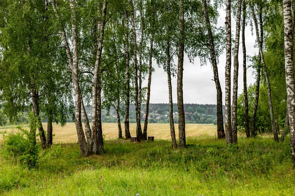 Birch Grove Border Fields Cloudy Summer Day Nature Archaeological Monument — Stock Photo, Image