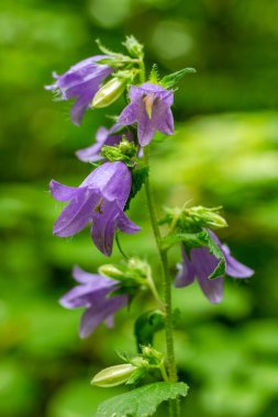 Çiçekli bitki dev bellflower (veya Campanula latifolia) geniş yapraklı