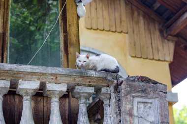 Bir evsiz kedi eski malikâne Turliki Bodrum katında yaşayan hasta bir göz ile. OBNINSK, Rusya Federasyonu