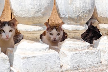 Eski malikâne Turliki, Bodrum katında yaşayan birkaç küçük yavru kedi bak korkuluk arkasında saklanıyor. OBNINSK, Rusya Federasyonu