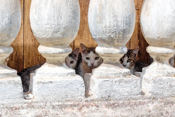 Několik Malých Koťat Žijící Suterénu Starého Panství Turliki Podívej Schovává — Stock fotografie