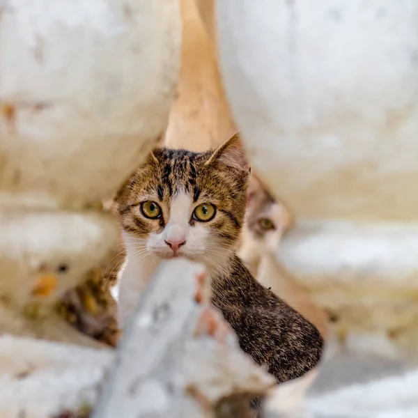 Petit Chaton Sans Abri Vivant Dans Sous Sol Vieux Manoir — Photo