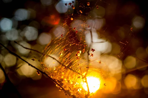 Netz Auf Zweigen Wald Gegen Einen Schönen Sonnenuntergang Sommer August — Stockfoto
