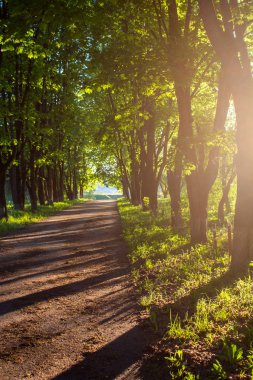 Maple Sokağı, ağaçlar akşam günbatımında gölge