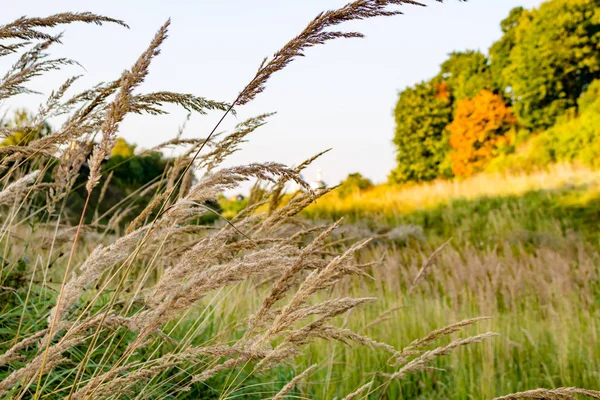 Dry grass in autumn field