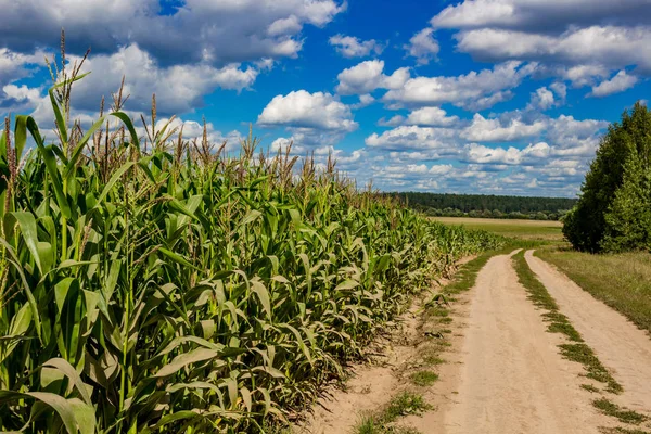 Corn field and rural dirt road against the blue sky