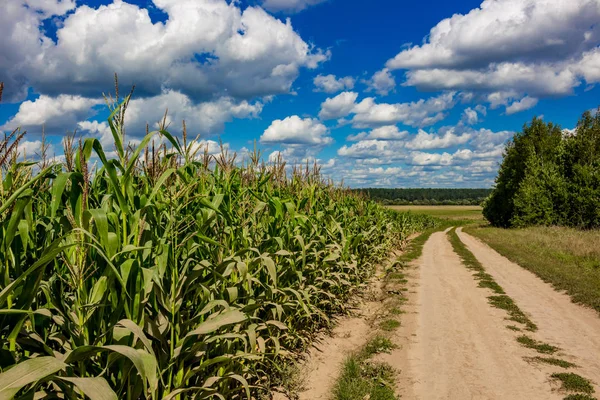 Corn field and rural dirt road against the blue sky