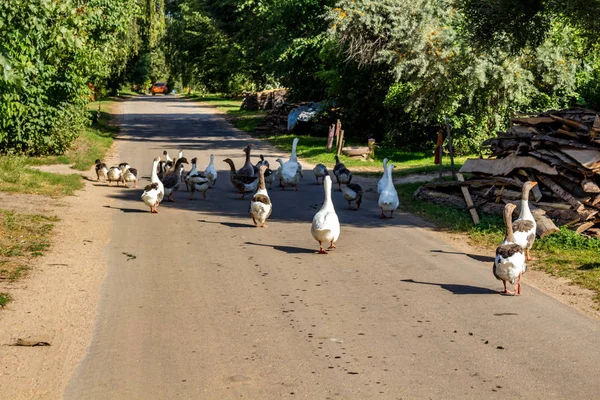 雁の群れが田舎のアスファルト道路沿い散歩します — ストック写真