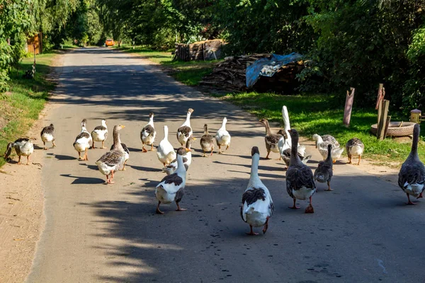 Bando Gansos Passeia Longo Uma Estrada Asfalto Campo — Fotografia de Stock