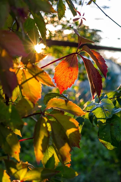 Листья Ползучей Вирджинии Parthenocissus Quinquefolia Освещаемые Заходящим Солнцем Лето Август — стоковое фото