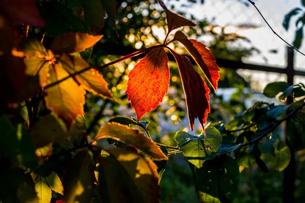 Листья Ползучей Вирджинии Parthenocissus Quinquefolia Освещаемые Заходящим Солнцем Лето Август — стоковое фото