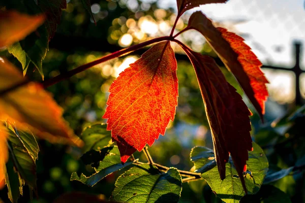 Hermosas Hojas Enredadera Virginia Parthenocissus Quinquefolia Iluminadas Por Sol Poniente —  Fotos de Stock