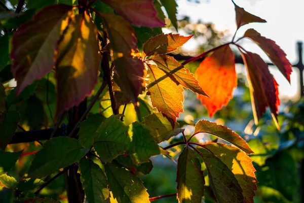 Листья Ползучей Вирджинии Parthenocissus Quinquefolia Освещаемые Заходящим Солнцем Лето Август — стоковое фото