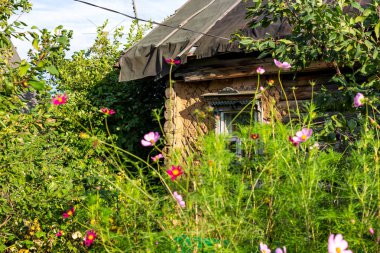 Çok eski bir köy evinin arka bahçe çiçek