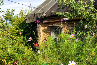 Çok eski bir köy evinin arka bahçe çiçek