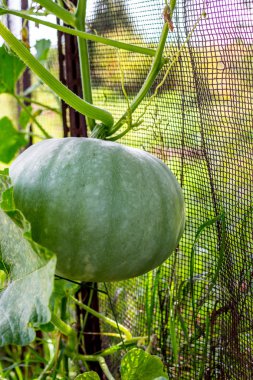 Bir çit bahçe üzerinde büyüyen yeşil kabak