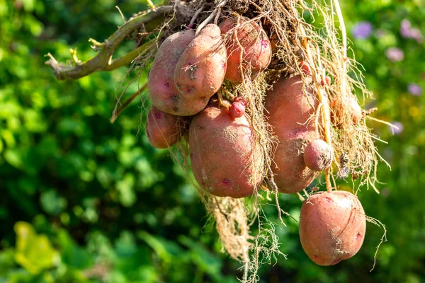 Potato tuber after harvesting, zhuravinka variety